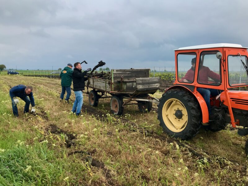 Brother, sons, nephews and friends collect the cut vines as part of clearing an old small-scale vineyard as a commemorative practice for the deceased relative before the burial ceremonies. (photo: F. Graf)
